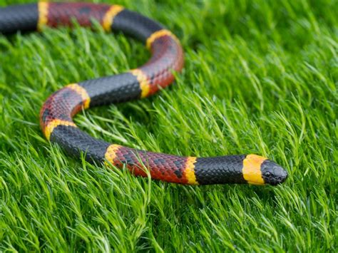 coral mud snake|coral snake poisonous.